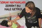 SOKAK HAYVANLARI ZERRİN’İ BU HALE GETİRDİ