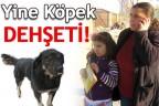 Sokak köpeği 7 yaşındaki çocuğa saldırdı