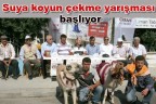 Suya koyun çekme yarışması başlıyor