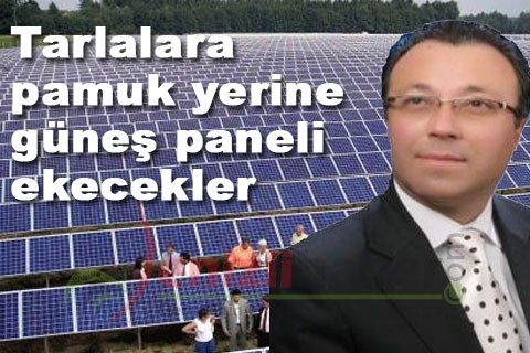 Tarlalara pamuk yerine, güneş paneli ekecekler