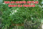 TARLAYA KENEVİR DİKTİLER YAKAYI ELE VERDİLER