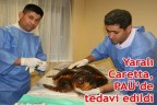 Yaralı Caretta, PAÜ’de tedavi edildi