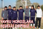 YAVRU HOROZLARA BEDELLİ DOPİNGİ
