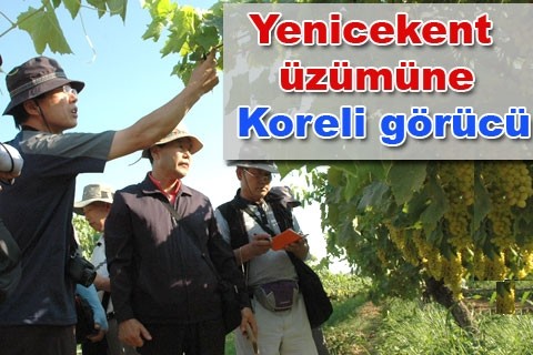 Yenicekent üzümüne Koreli görücü