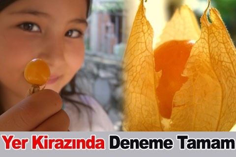 Yer Kirazında Deneme Tamam