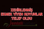 ZEHİRLENMİŞ EKMEK YİYEN KOYUNLAR TELEF OLDU