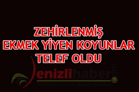 ZEHİRLENMİŞ EKMEK YİYEN KOYUNLAR TELEF OLDU