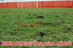 ZEMİN PATATES TARLASINA DÖNDÜ
