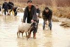 Canları pahasına mallarını korudular