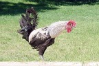 Denizli horozuna bahçeli ev önerisi
