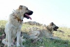 Onlar çobanların en sadık dostu