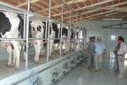 Türkiye’de AB standardında süt üreten çiftliklerin yarısı Denizli’de