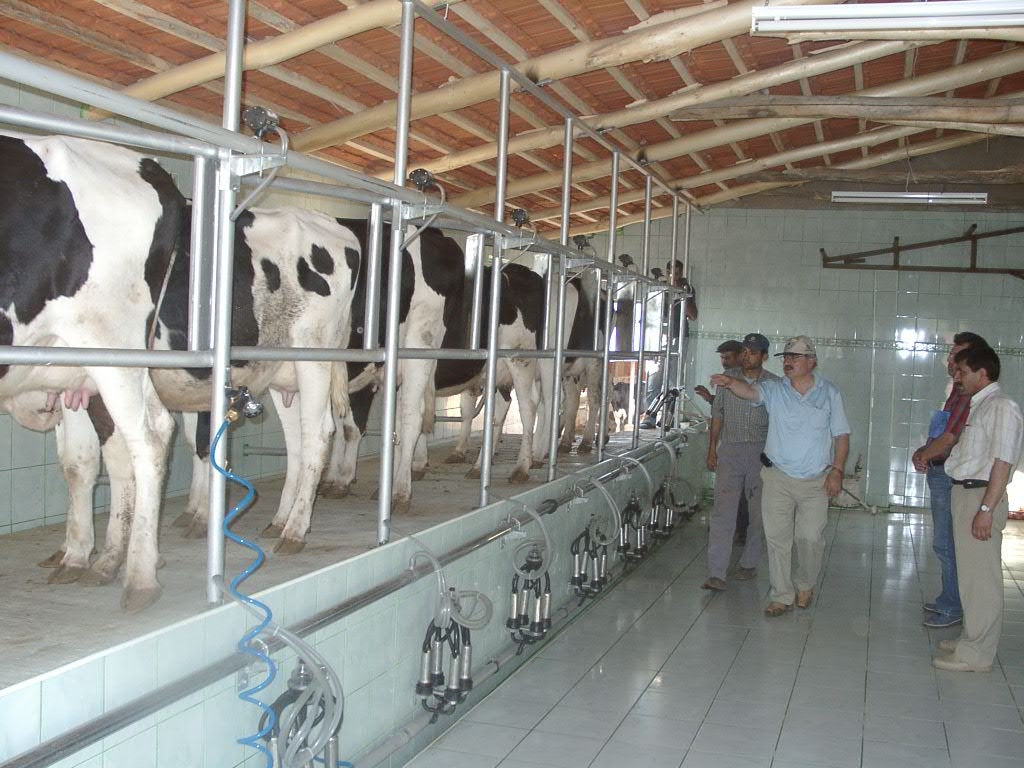 Türkiye’de AB standardında süt üreten çiftliklerin yarısı Denizli’de