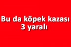 Bu da köpek kazası: 3 yaralı