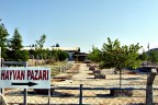 Acıpayam Hayvan Pazarı yine kapatıldı