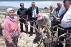 Çal’da don vurdu 3 bin çiftçi mağdur