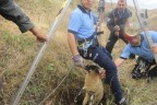 Denizli’de itfaiyeden kuzu operasyonu