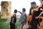 Denizli’de uçuruma düşen keçi kurtarılamayacak