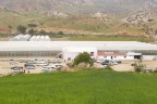 Organik kekik üretimi başladı