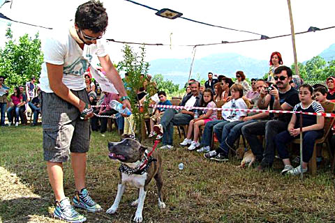 Denizli’nin en güzel köpekleri seçildi