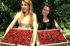 Honaz kirazının kilosu 8 TL