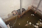 Asansör boşluğuna düşen köpek kurtarıldı