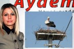 AYDEM “Leylekler Ölmesin” projesiyle bin yuva yaptı