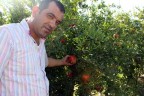 Nar hasadı başladı