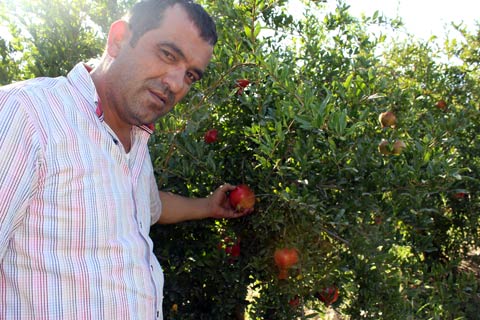 Nar hasadı başladı