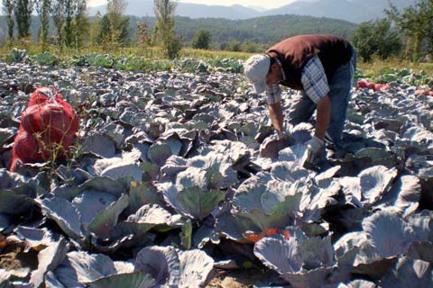 Sağlıklı beslenmek için kışlık sebze tüketin