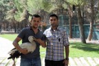 Yaşı küçük leylek Afrika’ya göç edemeyince Pamukkale üniversitesine indi