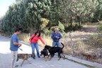 Ağaç kesimine köpekli direniş