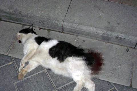 İnsanlık vahşeti