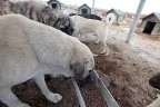 Sokak hayvanları kuru mamayla beslenecek