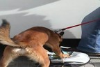 Dedektör köpek yine affetmedi