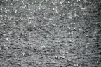 Denizli’de Perşembeye kadar sağanak yağış var