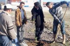 Kızılcabölük defne kokacak