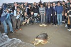 PAÜ DEKAMER 40 deniz kaplumbağasını kurtardı