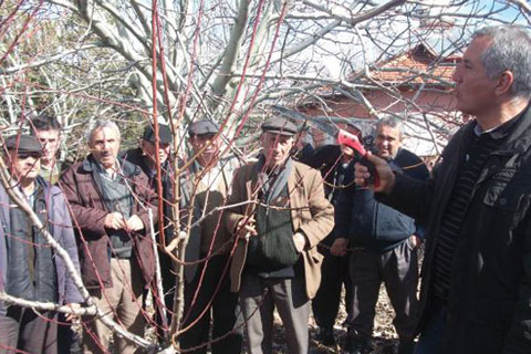 Denizlili çiftçilere ‘budama’ anlatıldı