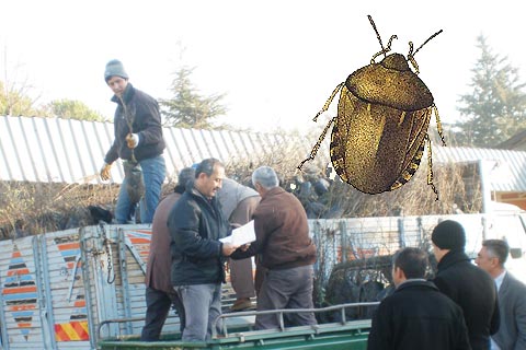 Süne mücadelesi için fidan dağıtıldı
