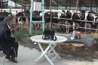 İneklere tamburlu terapi