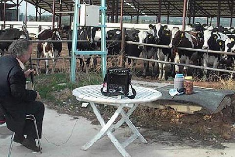 İneklere tamburlu terapi