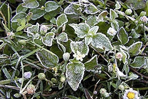 Meteorolojiden zirai don uyarısı