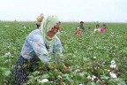 Pamukkale Ovası Cindere’yi bekliyor