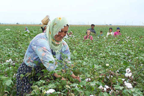 Pamukkale Ovası Cindere’yi bekliyor