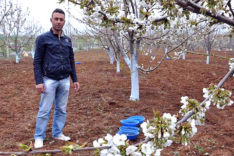 Bakla zınnı böceği ile leğenli mücadele