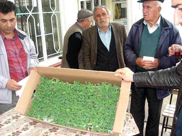 Bekillili çiftçiye alternatif ürün