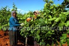 Alkol yasağı çiftçiyi vuracak