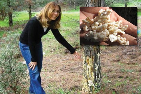 Reçine Kelebeği ile mücadele başladı