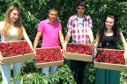 Honaz’da kiraz hasadı başladı
